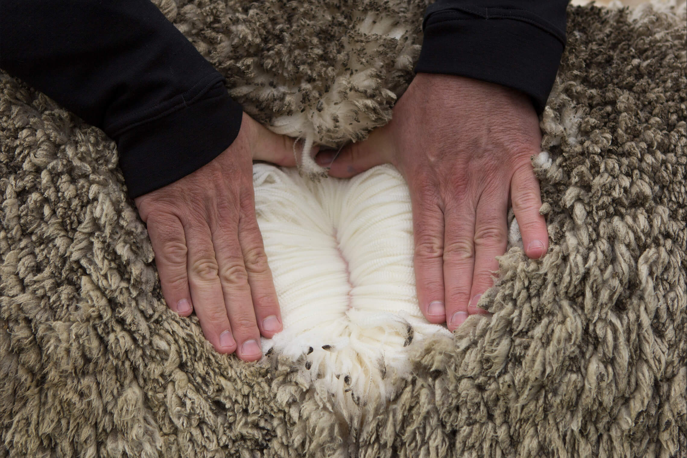 Zwei Hände im Fell eines Merino-Schafs