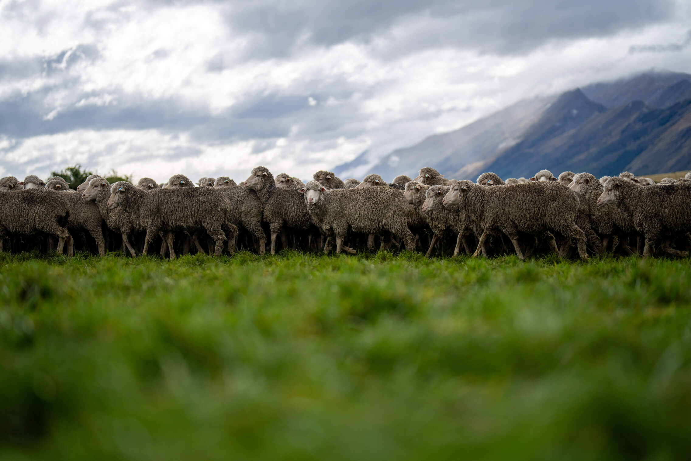Merino-Schafe auf natürlicher Weidehaltung in freier Landschaft
