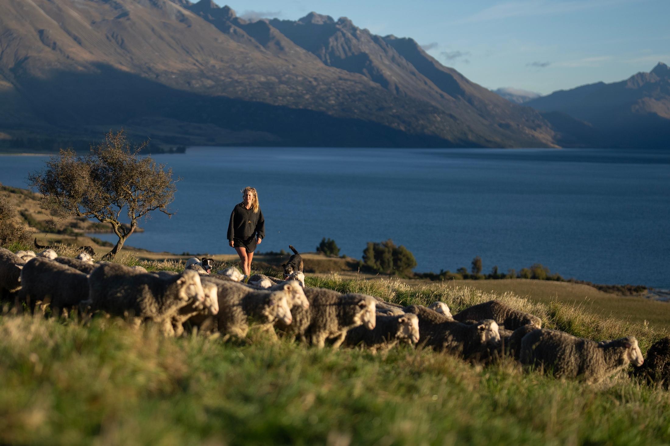 Merino-Schafe im Freien vor einem See in natürlicher Landschaft